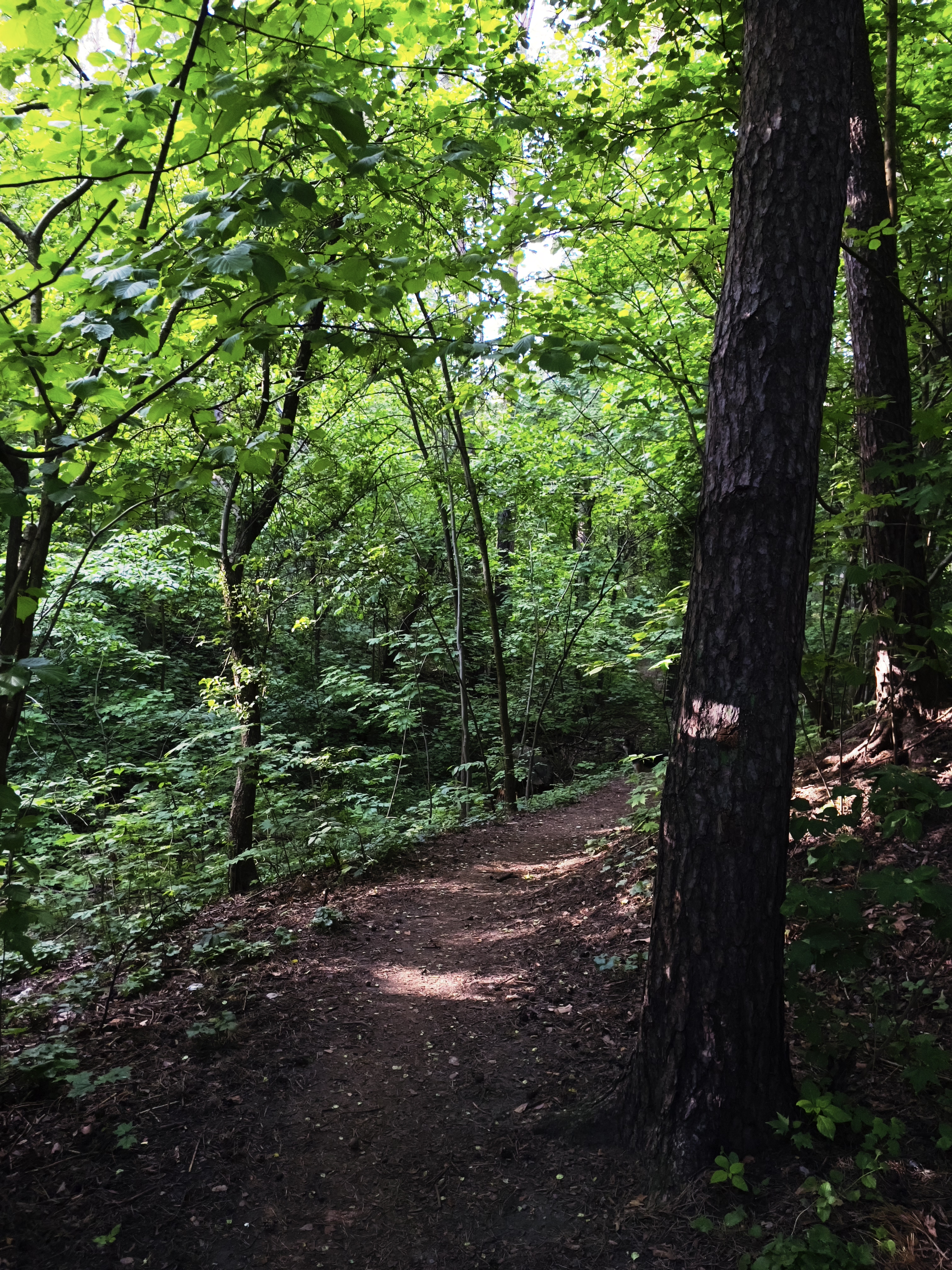 Sample photo captured with LUMA featuring a dense forest