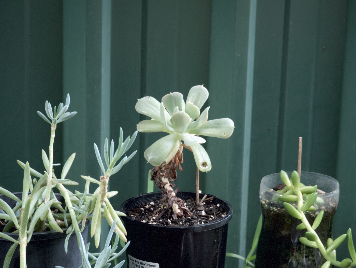 Breeze preset reference render from the Google Pixel 7 Pro source frame.