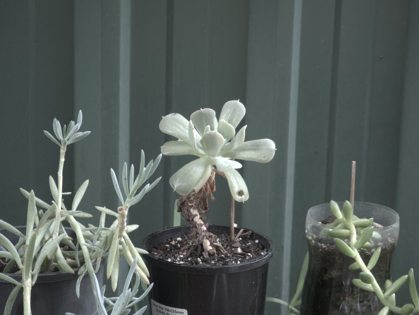 Flat baseline thumbnail for the Sage source frame.