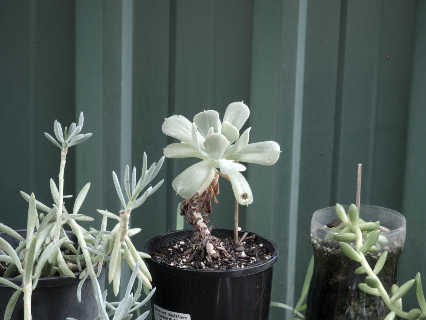 Sensei comparison thumbnail for the Sage source frame.