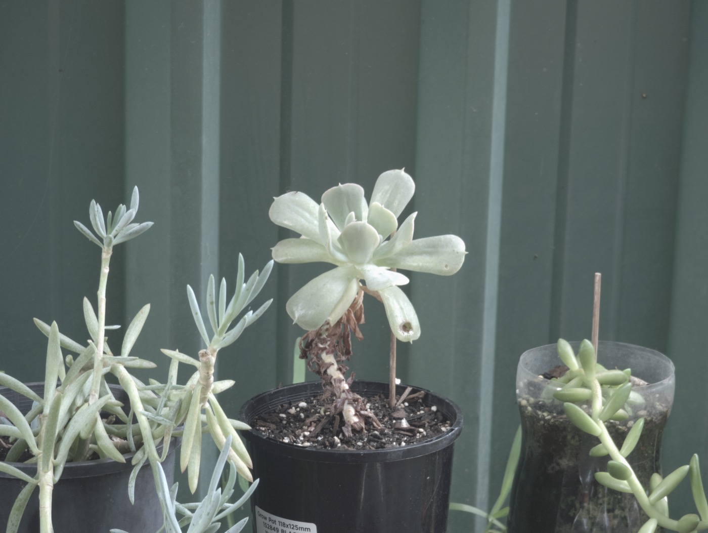 Sage preset reference render from the Google Pixel 7 Pro source frame.